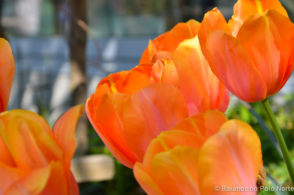 toronto-botanical-edwards-garden-12