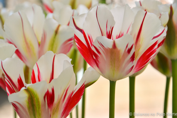 toronto-botanical-edwards-garden-14