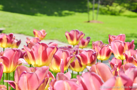 toronto-botanical-edwards-garden-17