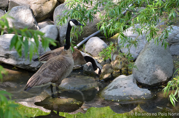 toronto-botanical-edwards-garden-20