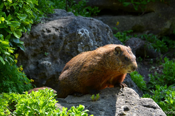 toronto-botanical-edwards-garden-4