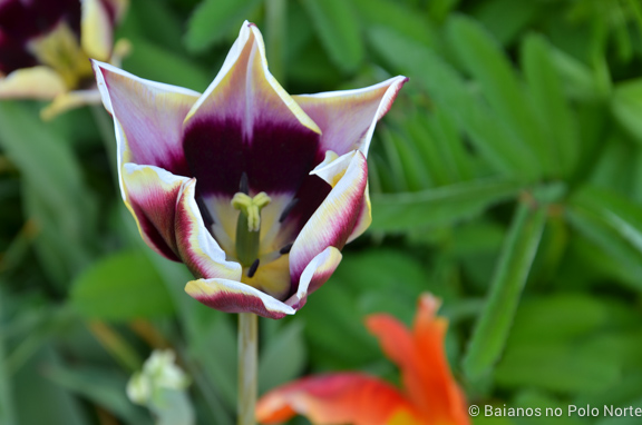 toronto-botanical-edwards-garden-7