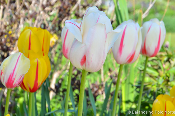 toronto-botanical-edwards-garden-8