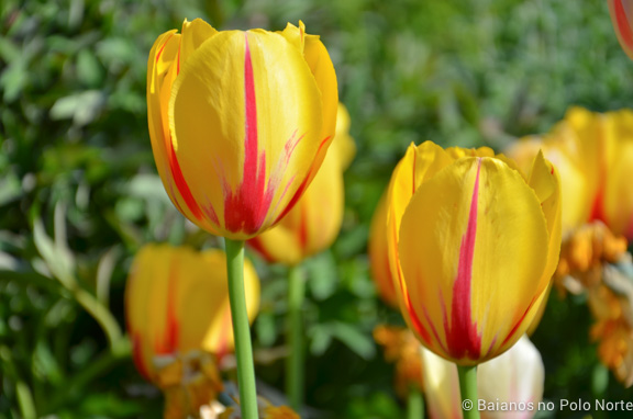 toronto-botanical-edwards-garden-9