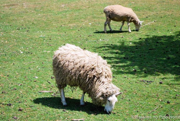 black-creek-pioneer-village-12