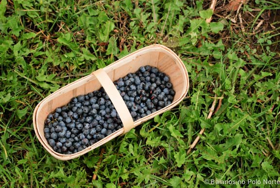 frutas-fazenda-toronto-1