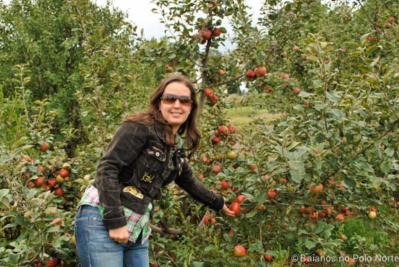 frutas-fazenda-toronto-11