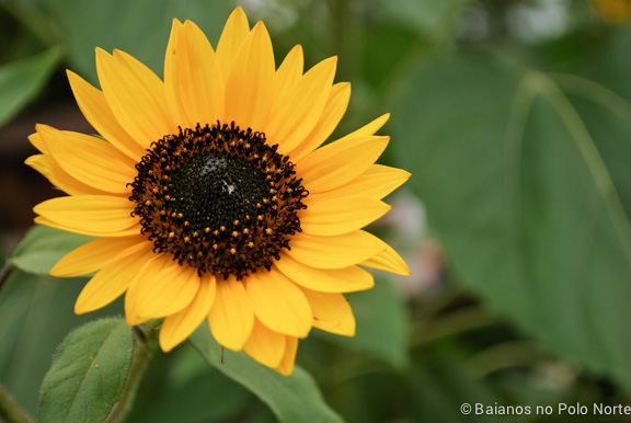 frutas-fazenda-toronto-3