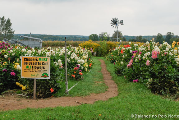 frutas-fazenda-toronto-4