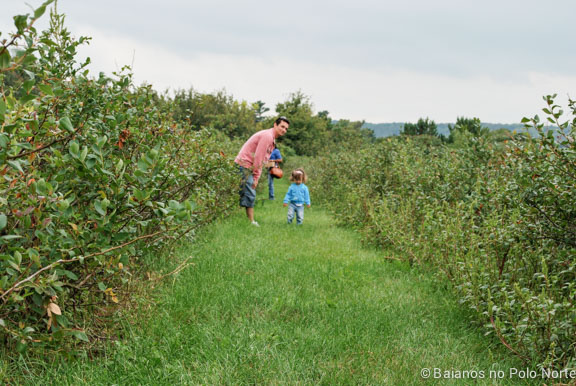 frutas-fazenda-toronto-5