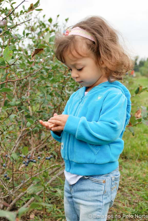 frutas-fazenda-toronto-6