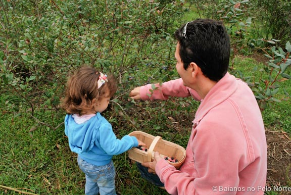 frutas-fazenda-toronto-7