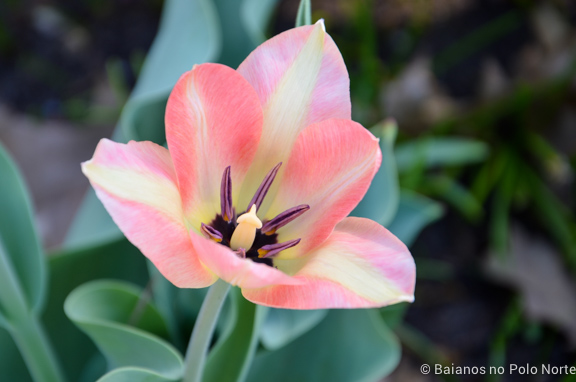 festival-tulipas-ottawa-10