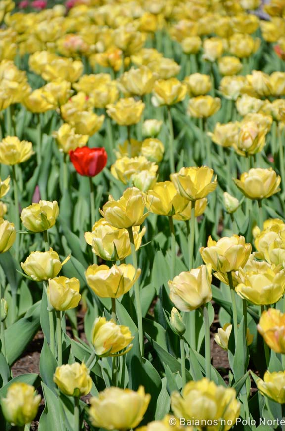 festival-tulipas-ottawa-13