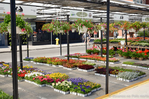 festival-tulipas-ottawa-18