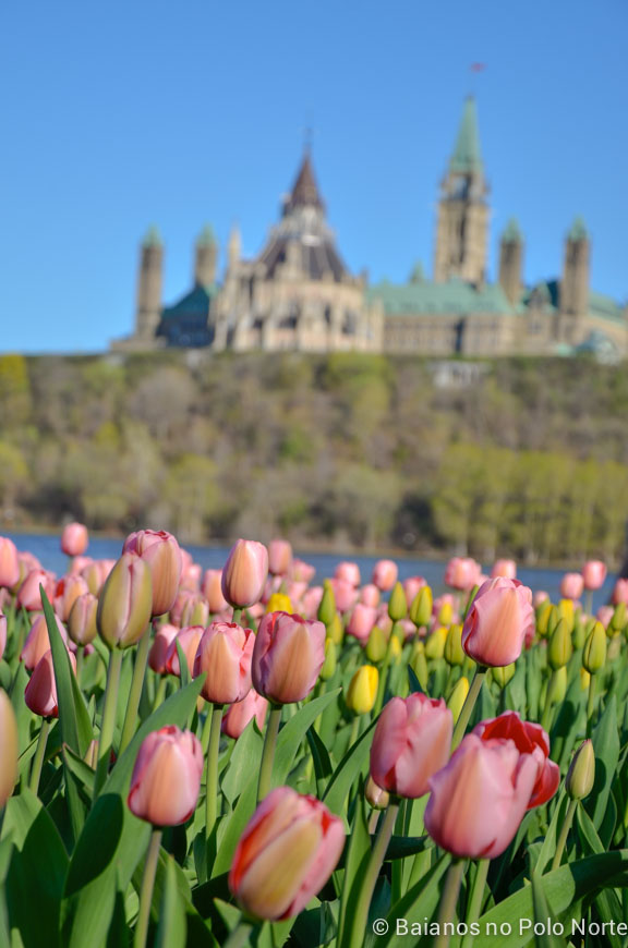 festival-tulipas-ottawa-2