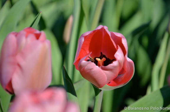 festival-tulipas-ottawa-3