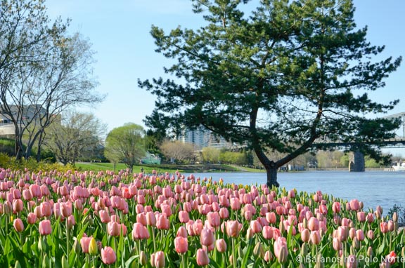 festival-tulipas-ottawa-6