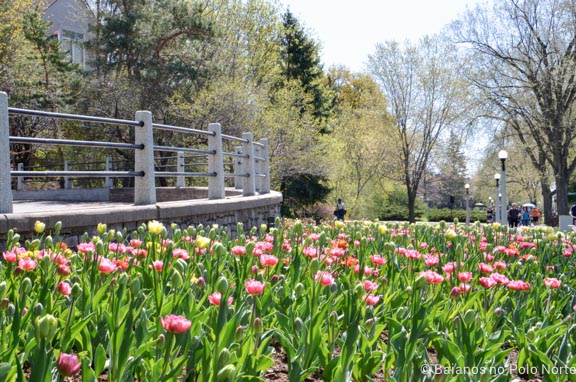 festival-tulipas-ottawa-9