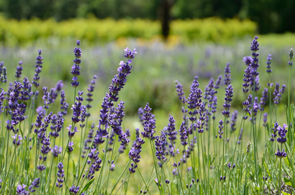 Fazenda de lavanda Bonnieheath