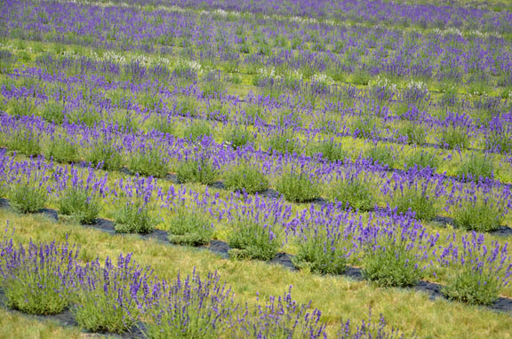 Fazenda de lavanda Bonnieheath