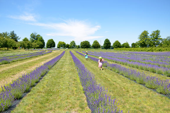 Fazenda de lavanda Bonnieheath