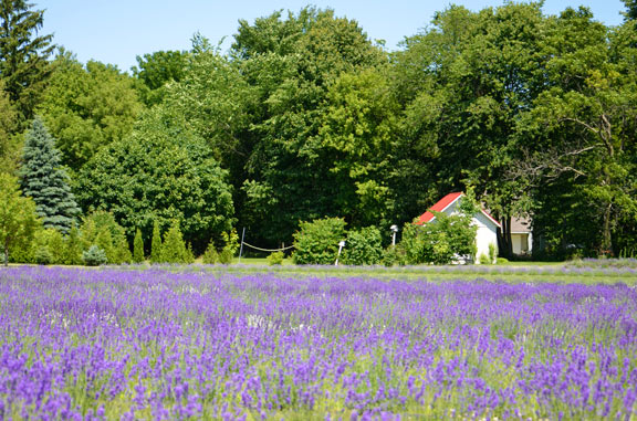 Fazenda de lavanda Bonnieheath
