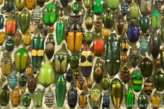 Montreal-jardim-botanico-14