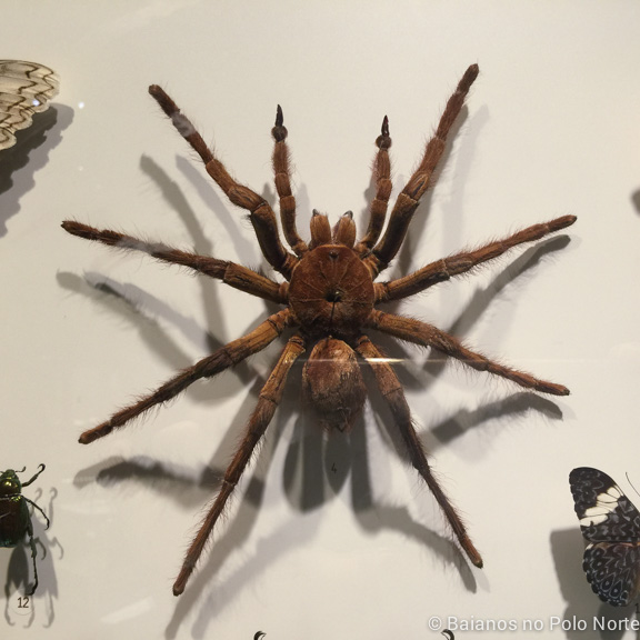 Montreal-jardim-botanico-7