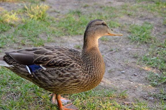 montreal-jardim-botanico-24