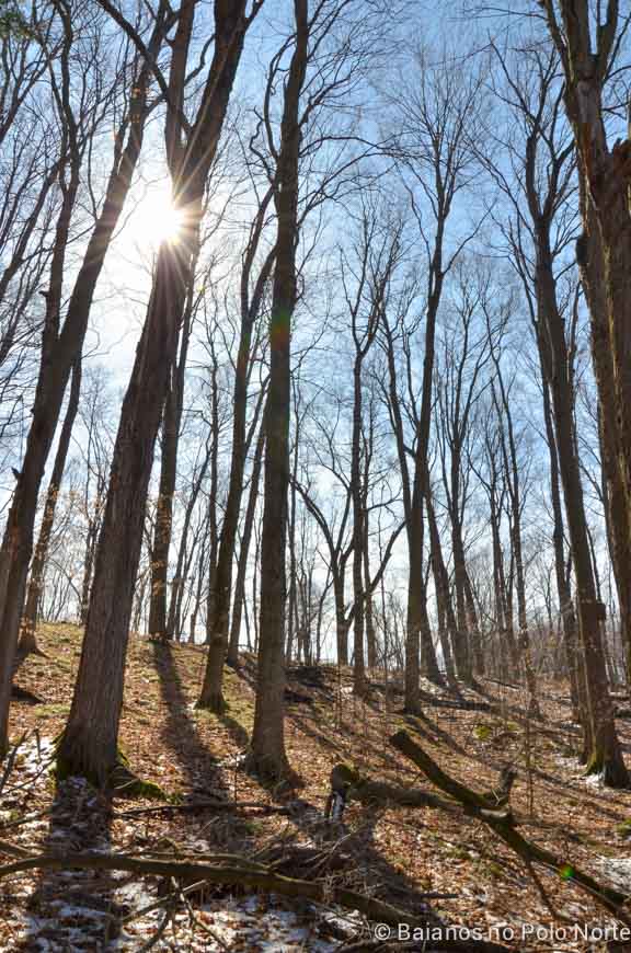 kortright-pascoa-sugarbush-12