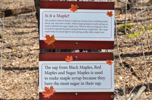 kortright-pascoa-sugarbush-14