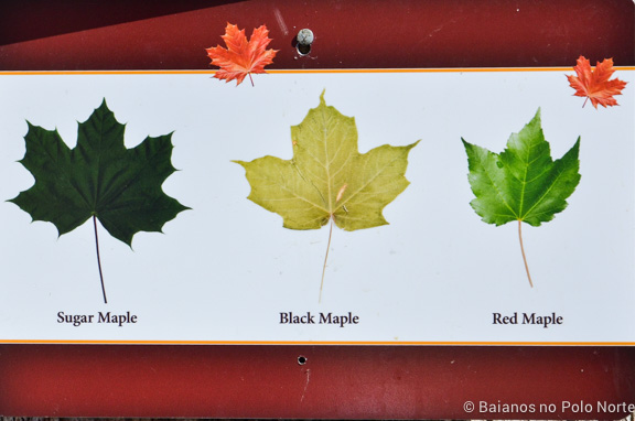 kortright-pascoa-sugarbush-15