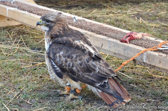 kortright-pascoa-sugarbush-17