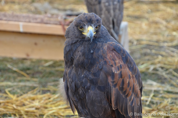 kortright-pascoa-sugarbush-18