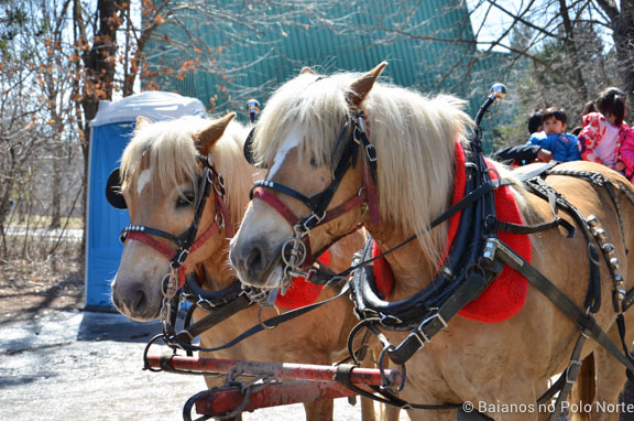 kortright-pascoa-sugarbush-29