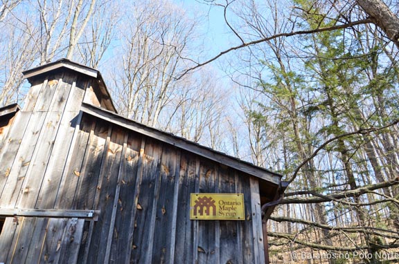 kortright-pascoa-sugarbush-4