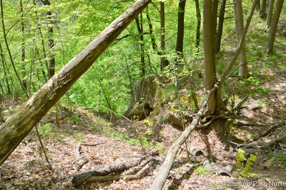 hamilton-cachoeira-webster-tew-3