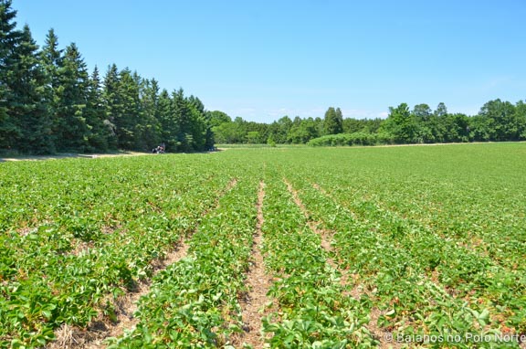 morango-fazenda-whittamore-10