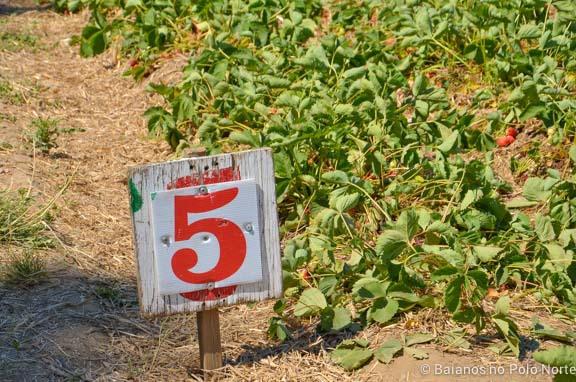 morango-fazenda-whittamore-2