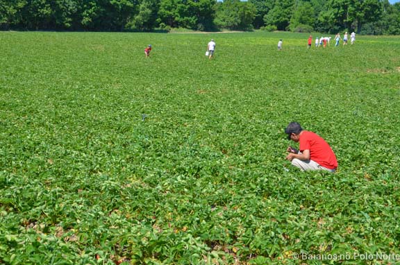 morango-fazenda-whittamore-3