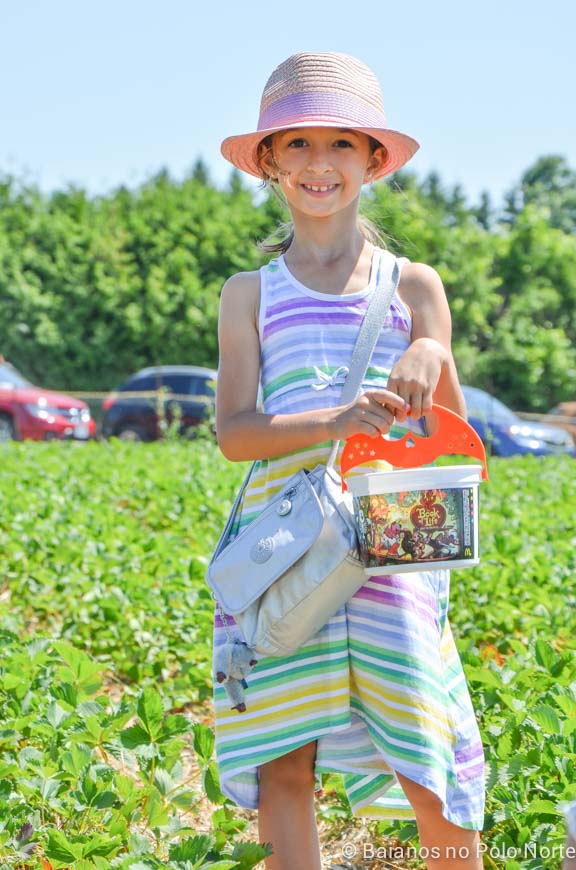 morango-fazenda-whittamore-5