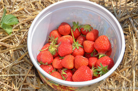 morango-fazenda-whittamore-6