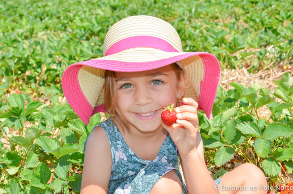 morango-fazenda-whittamore-7