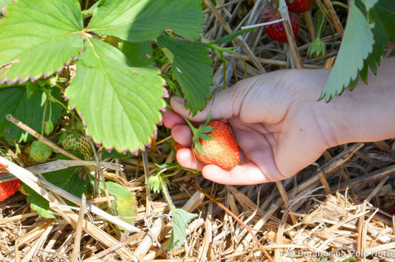 morango-fazenda-whittamore-8