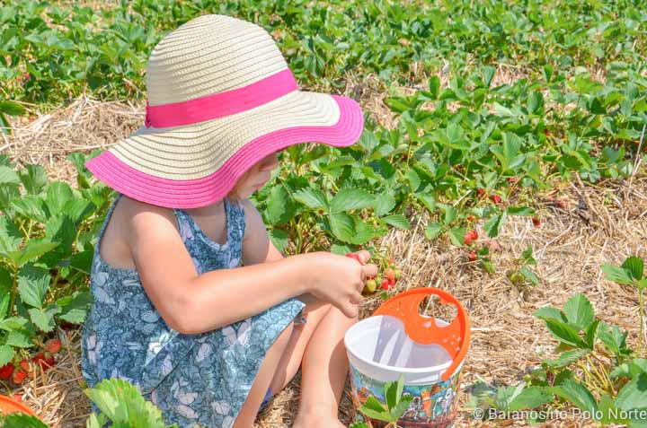 morango-fazenda-whittamore-9