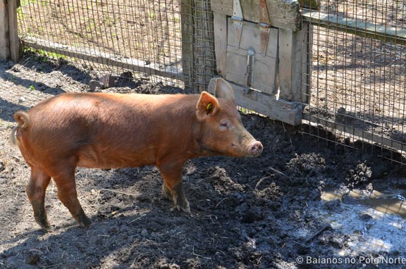 riverdale-farm-fazenda-toronto-13