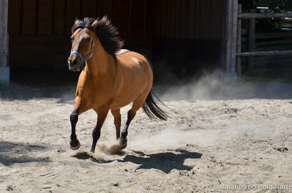 riverdale-farm-fazenda-toronto-16