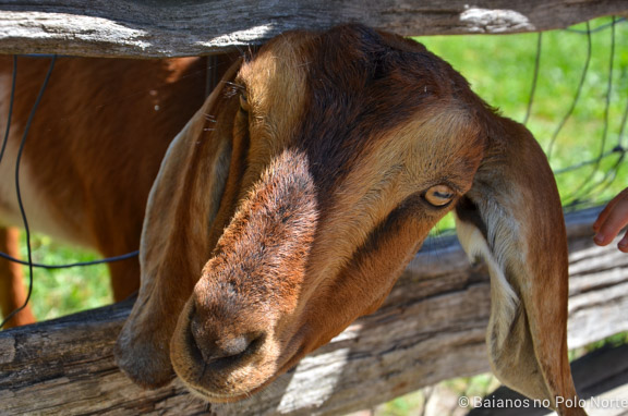 riverdale-farm-fazenda-toronto-17