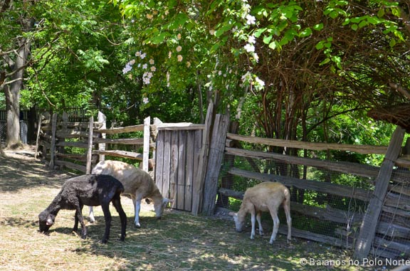 riverdale-farm-fazenda-toronto-19